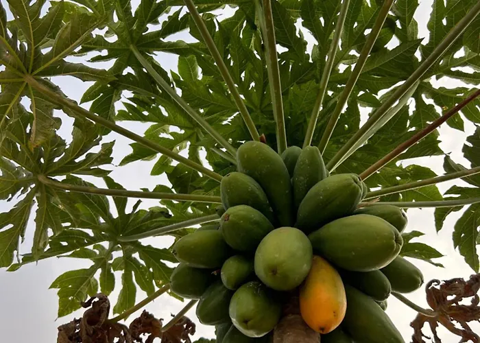 Apartment El Pasil *