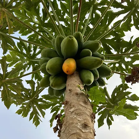 El Pasil * Arona (Tenerife)