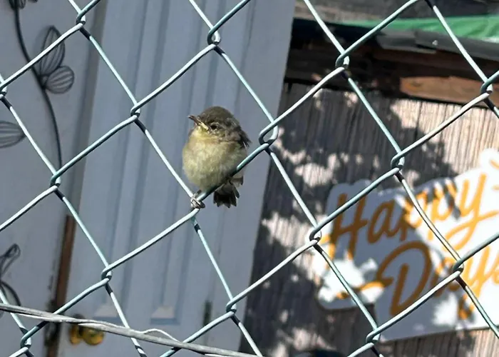 El Pasil Apartament Arona (Tenerife)