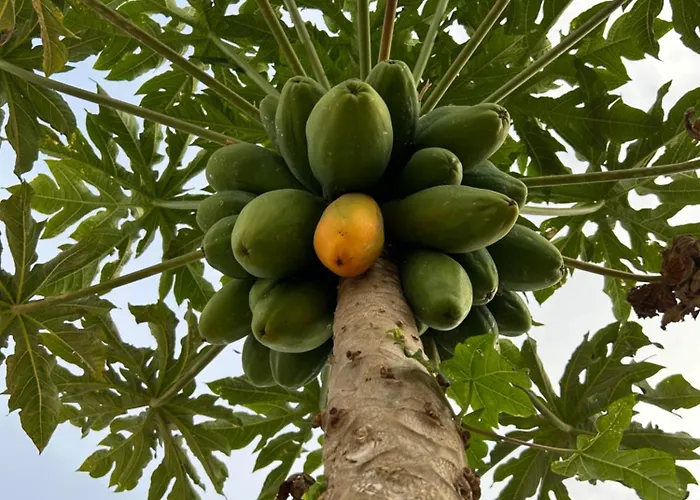 El Pasil * Arona (Tenerife)